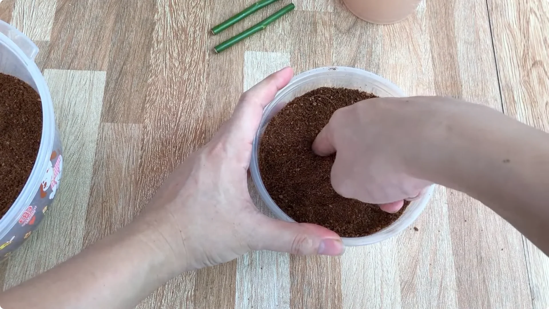 The Surprising Simple Method to Propagate Roses Easily screenshot 14