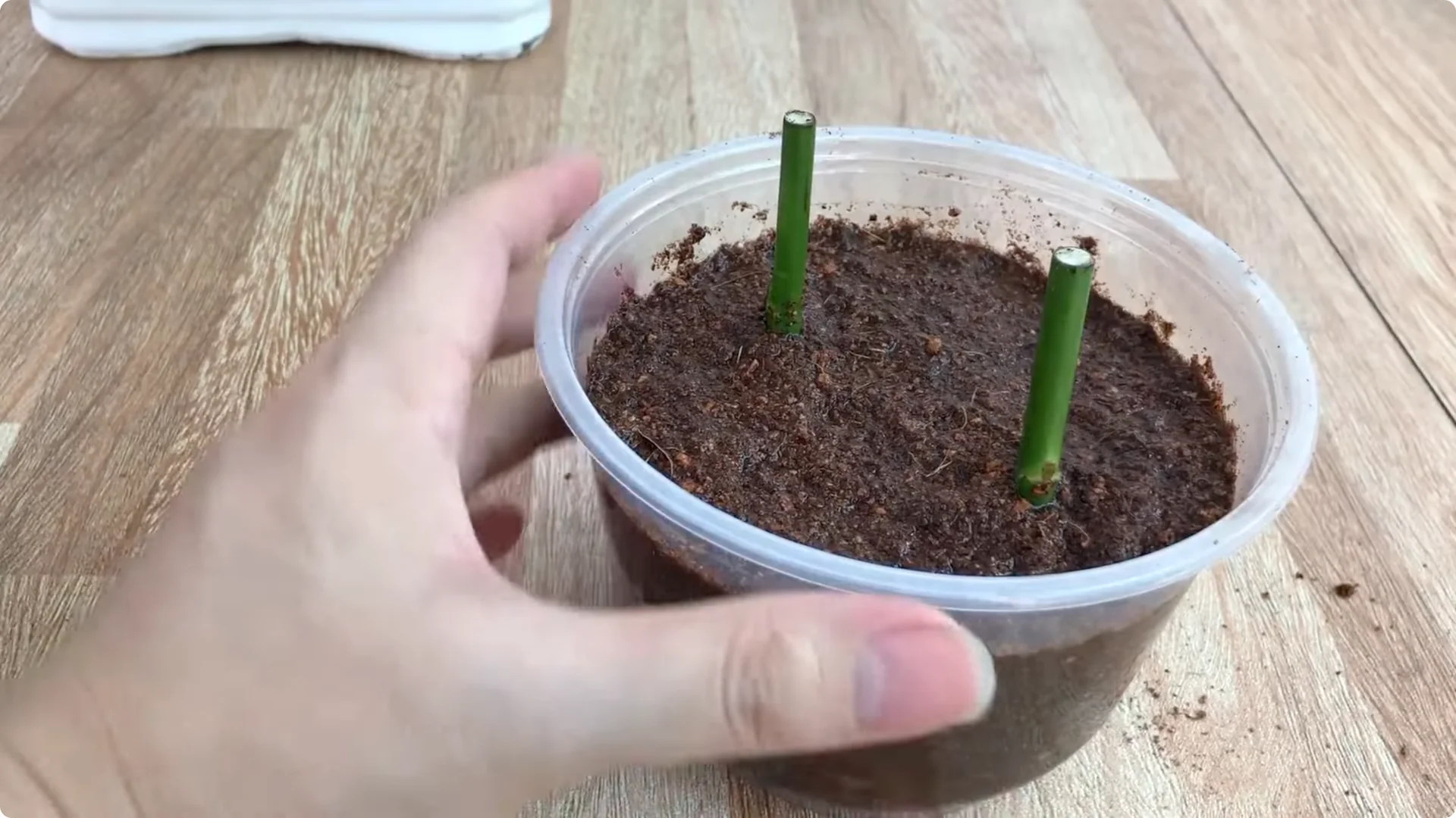 The Surprising Simple Method to Propagate Roses Easily screenshot 15