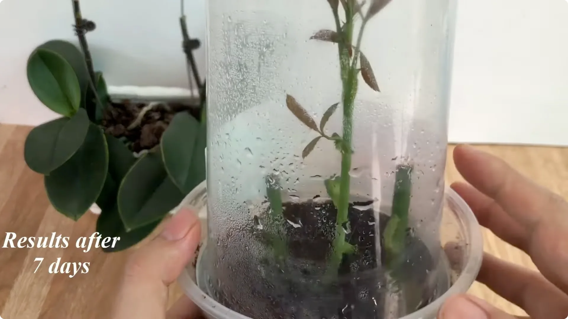The Surprising Simple Method to Propagate Roses Easily screenshot 16