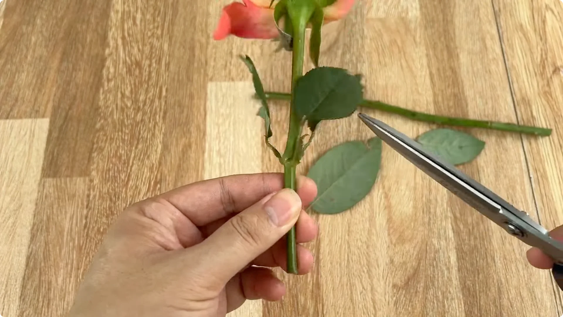 The Surprising Simple Method to Propagate Roses Easily screenshot 3