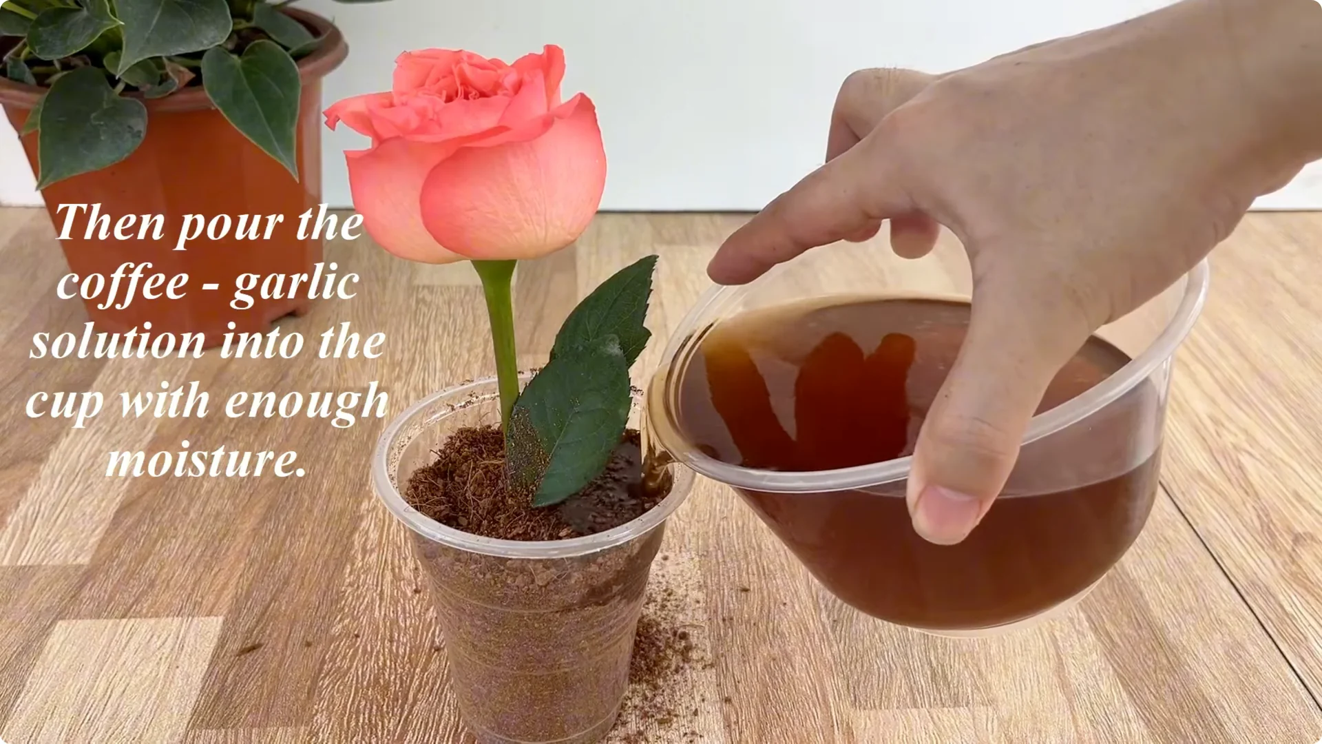 The Surprising Simple Method to Propagate Roses Easily screenshot 6