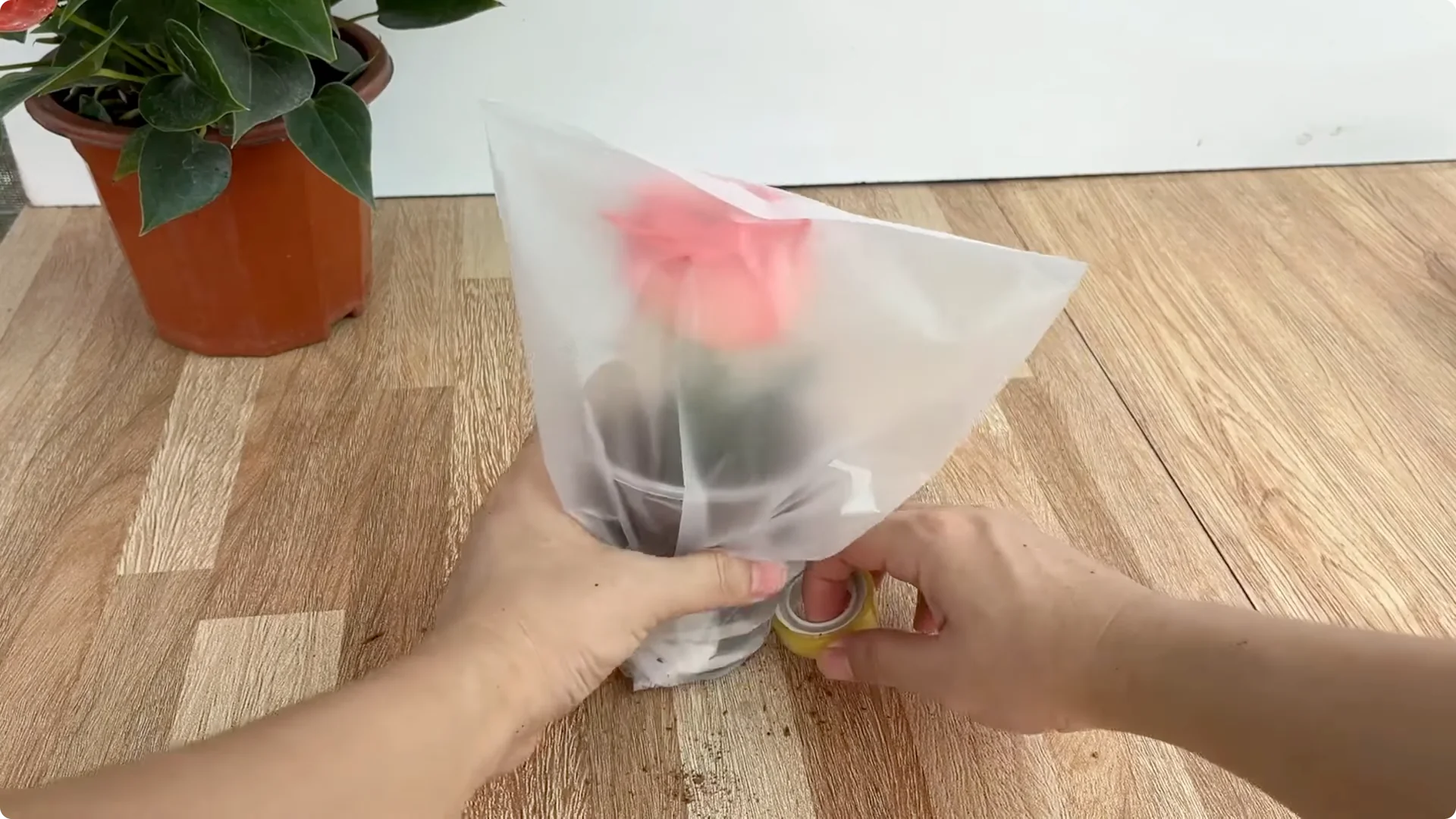 The Surprising Simple Method to Propagate Roses Easily screenshot 7