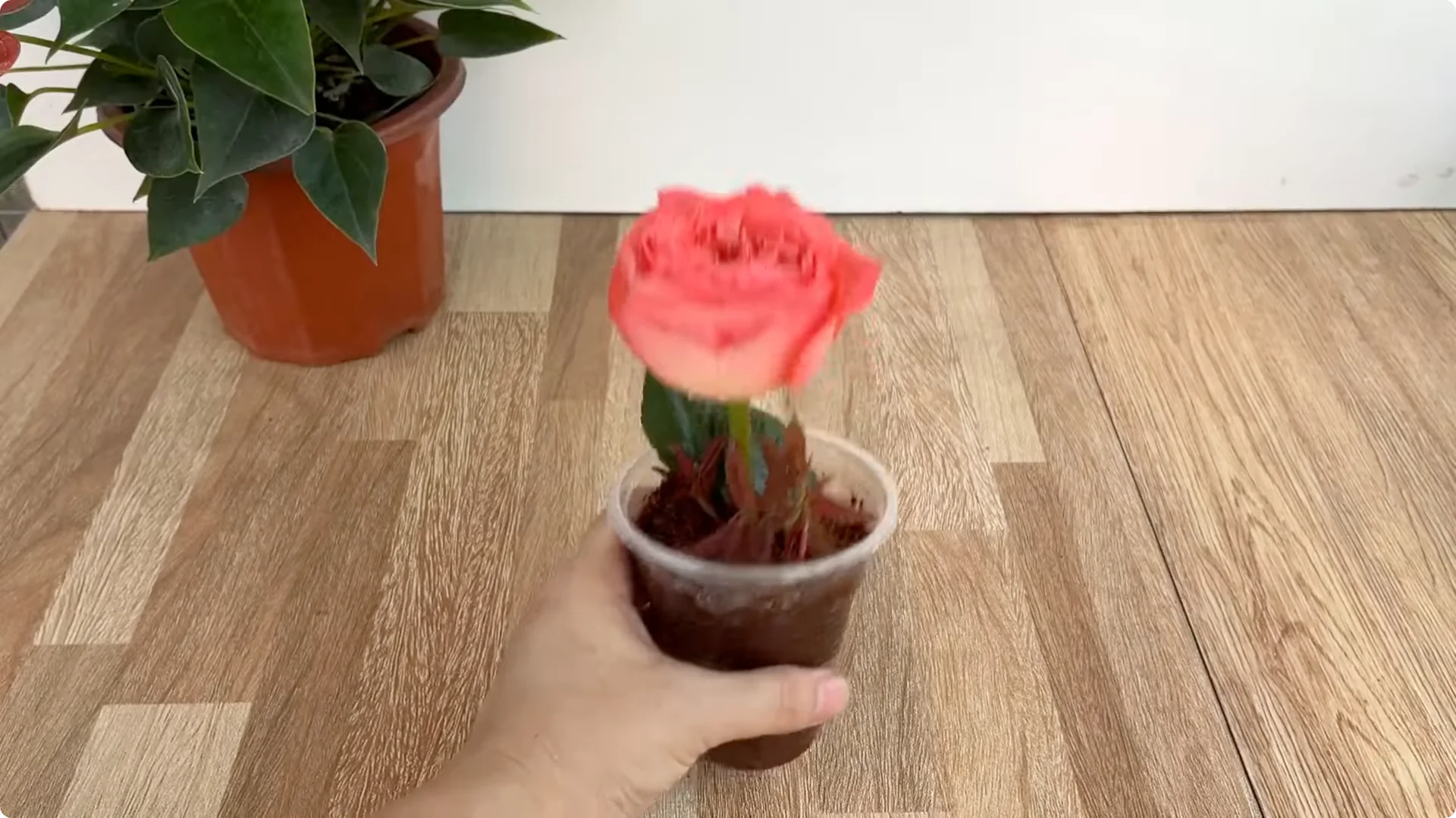The Surprising Simple Method to Propagate Roses Easily screenshot 8