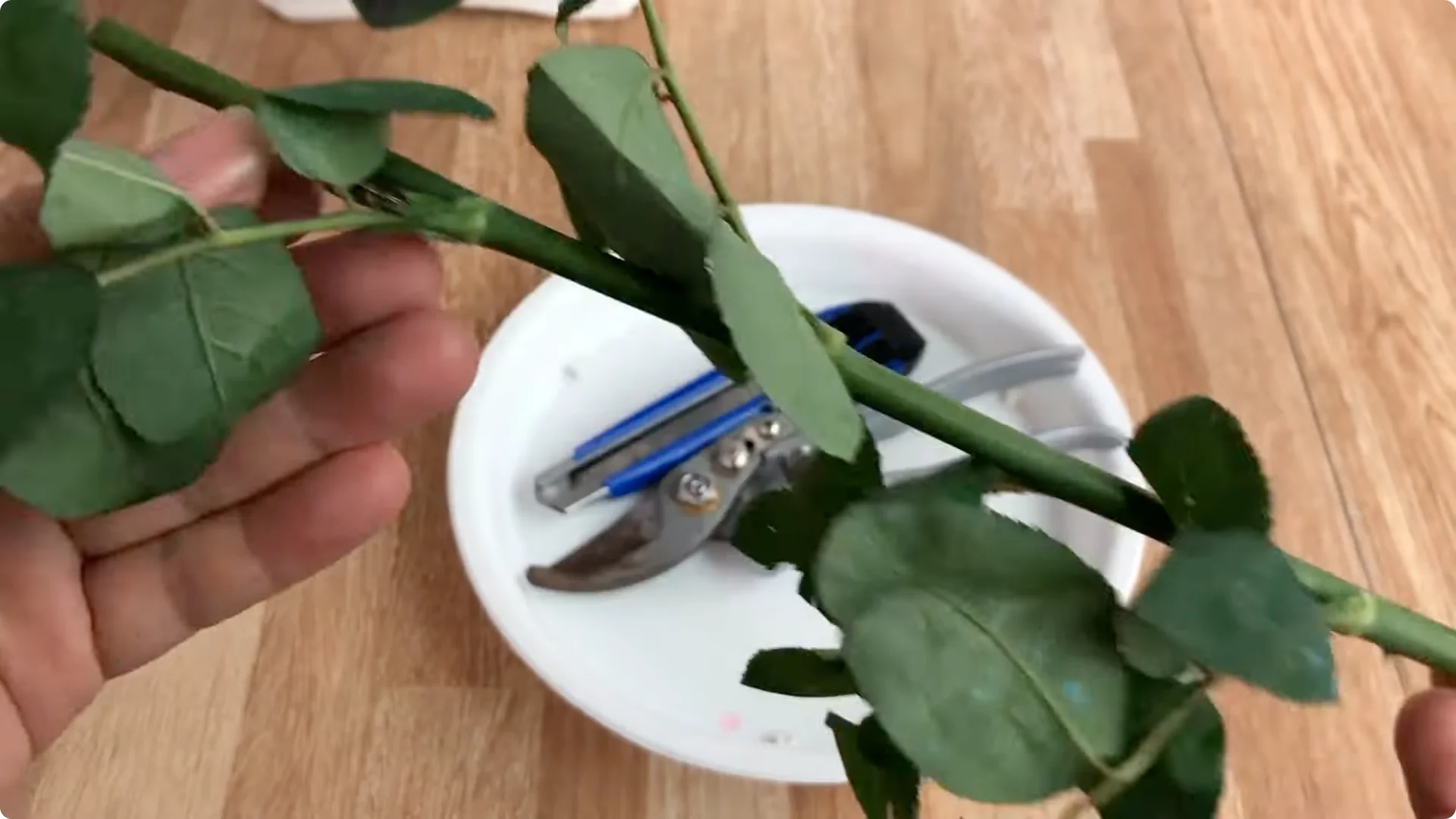 The Surprising Simple Method to Propagate Roses Easily screenshot 9