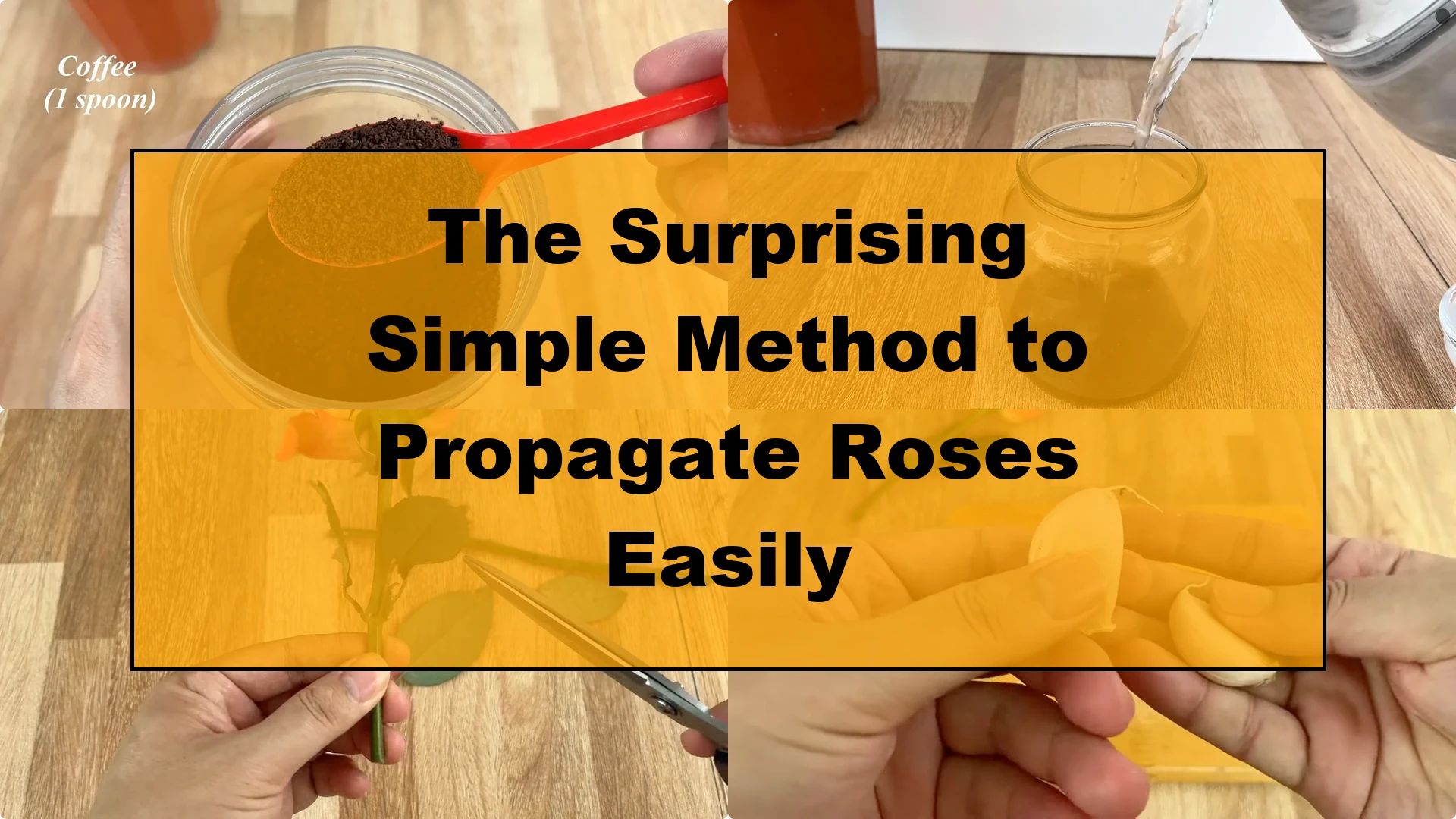 The Surprising Simple Method to Propagate Roses Easily - Featured Image
