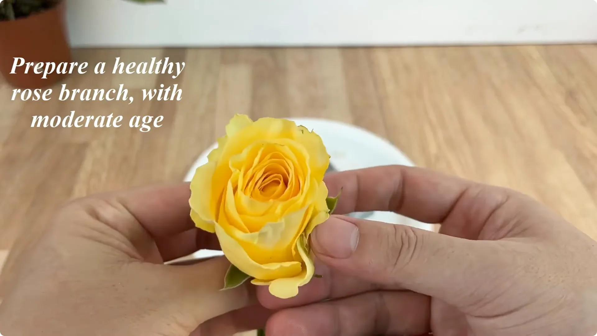 The Unexpected Method That Boosted My Rose Propagation Success screenshot 1