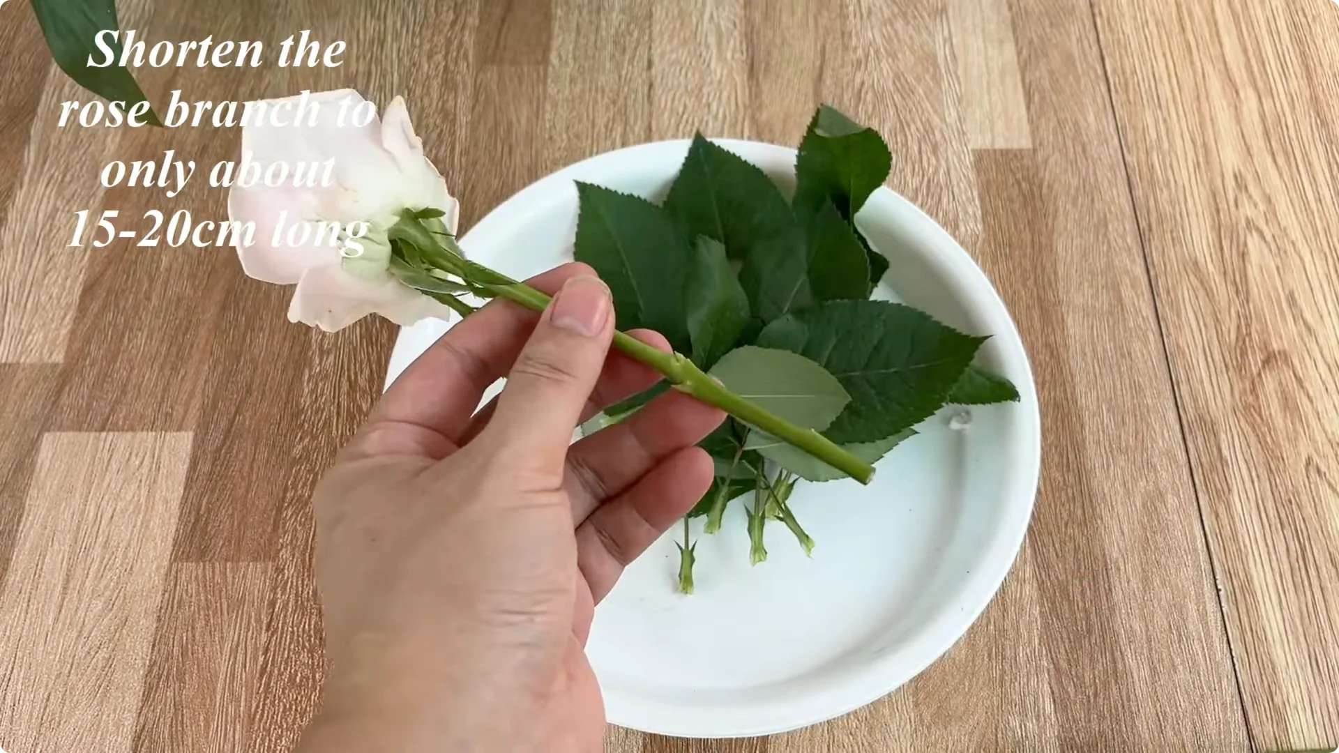 The Unexpected Method That Boosted My Rose Propagation Success screenshot 11