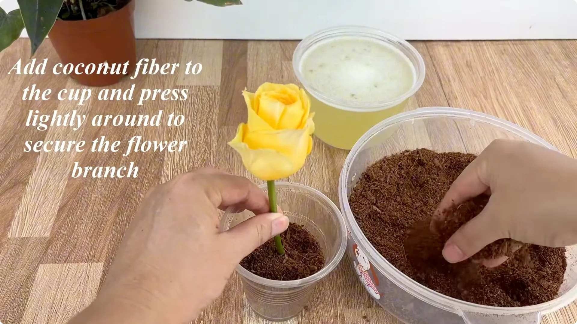 The Unexpected Method That Boosted My Rose Propagation Success screenshot 6