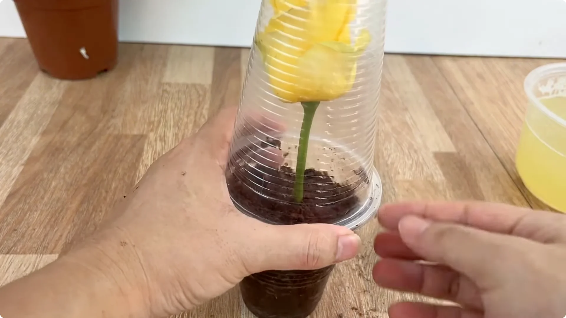 The Unexpected Method That Boosted My Rose Propagation Success screenshot 7