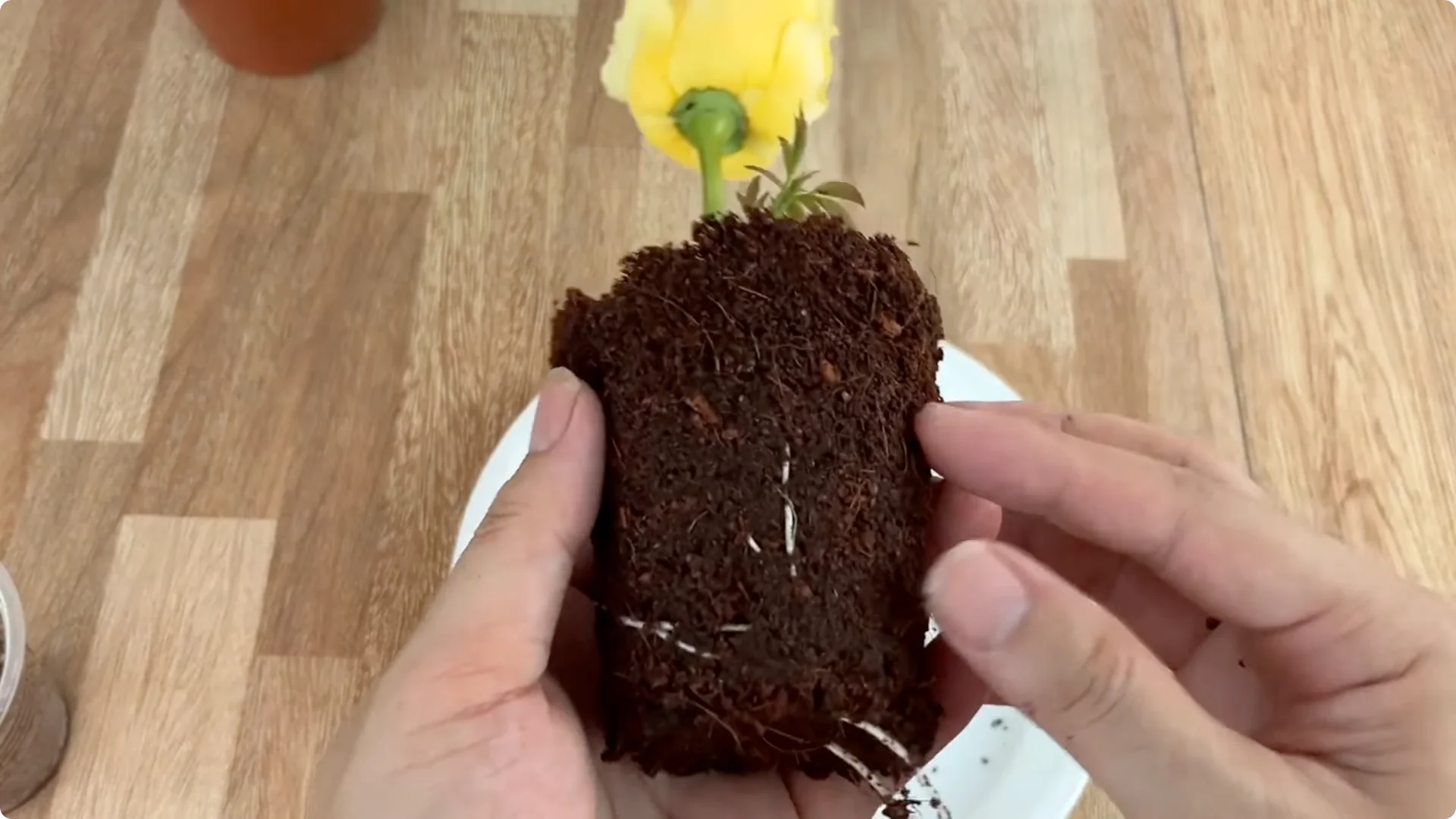 The Unexpected Method That Boosted My Rose Propagation Success screenshot 8