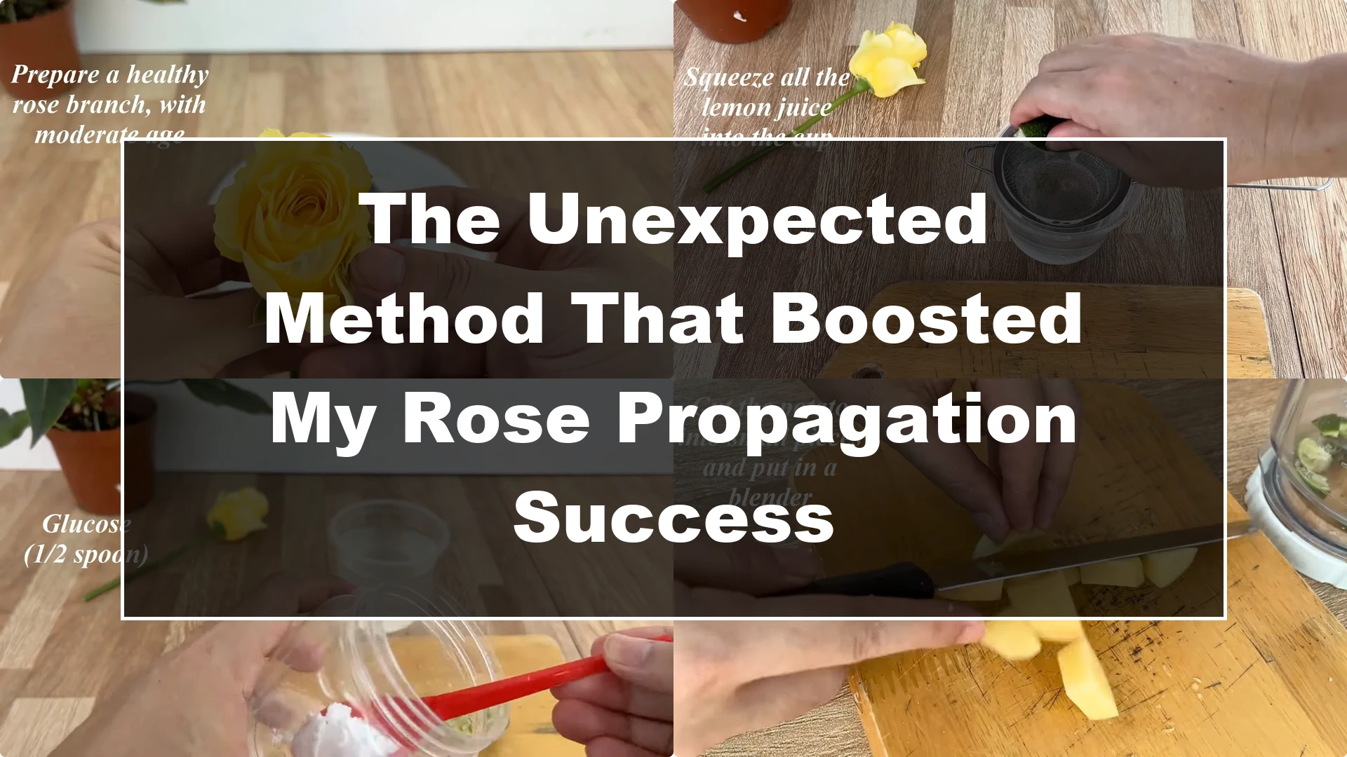 The Unexpected Method That Boosted My Rose Propagation Success - Featured Image