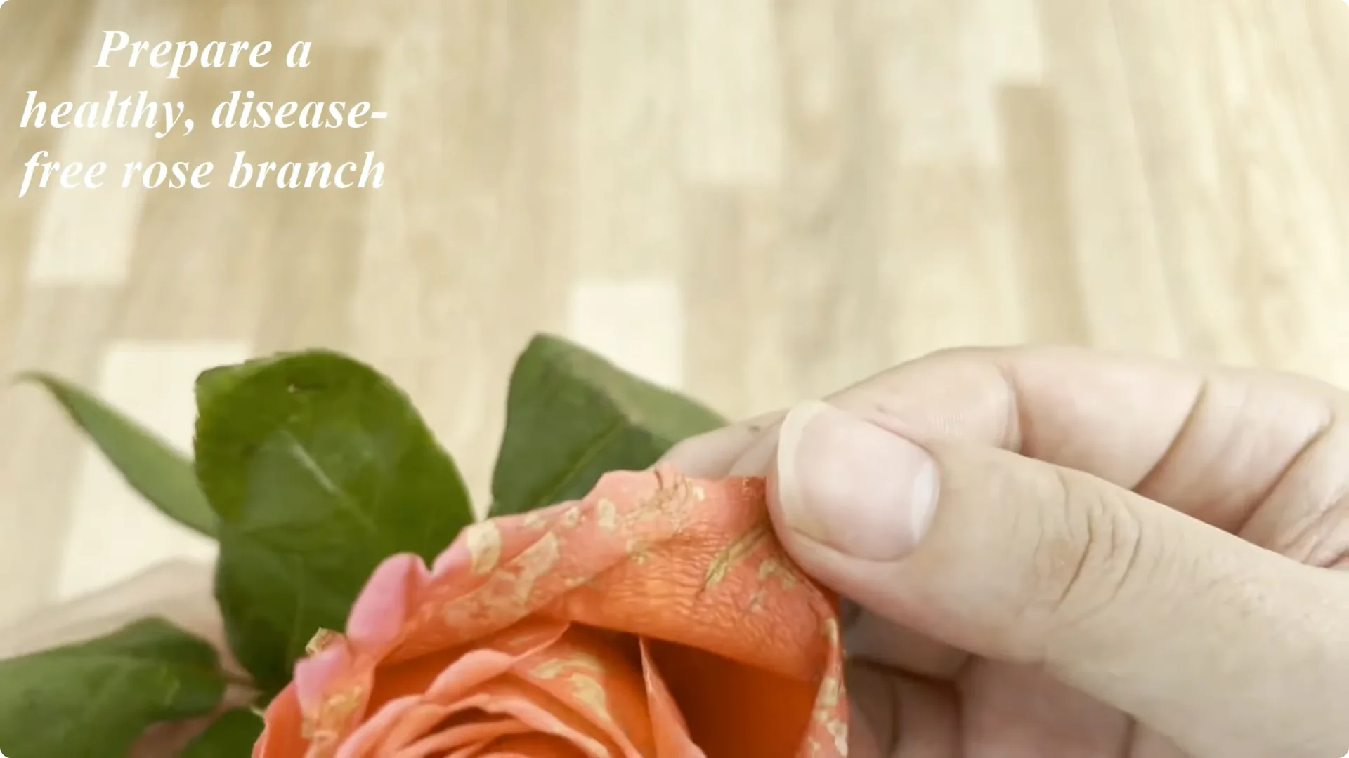 The Unexpected Method That Transformed My Rose Propagation screenshot 1