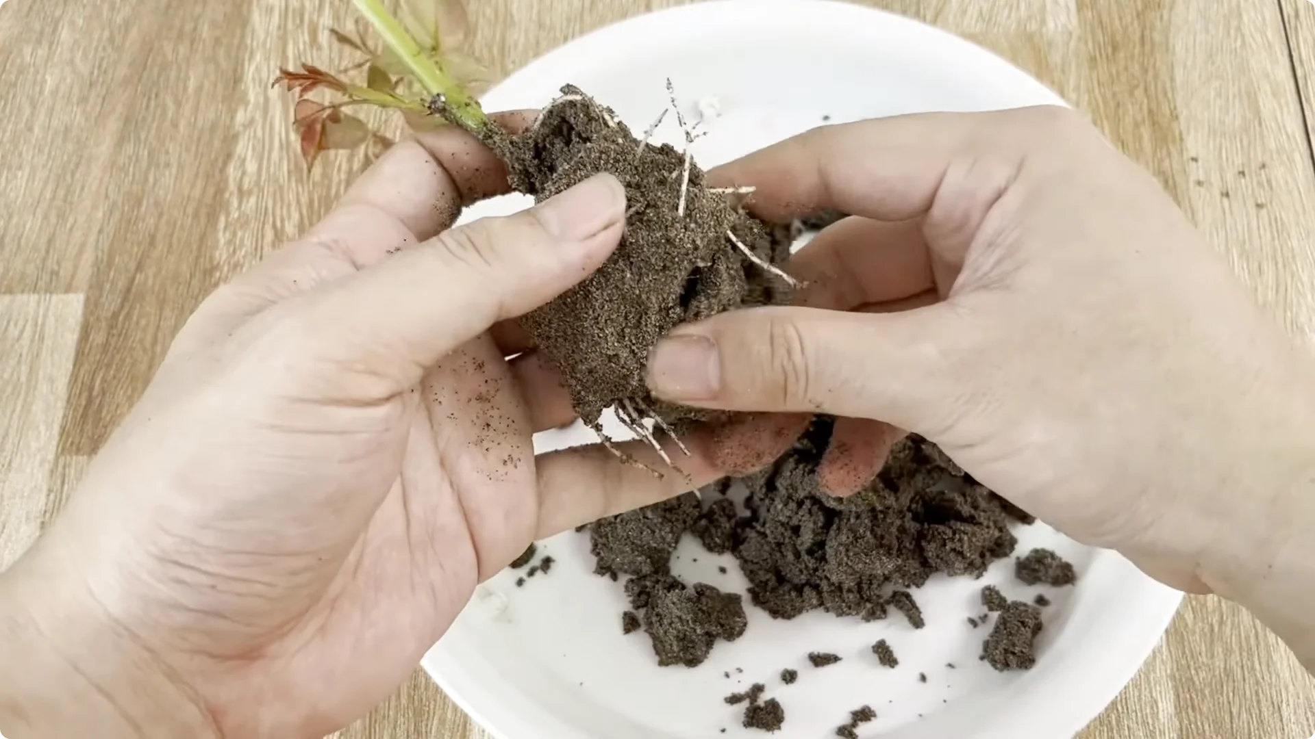 The Unexpected Method That Transformed My Rose Propagation screenshot 10