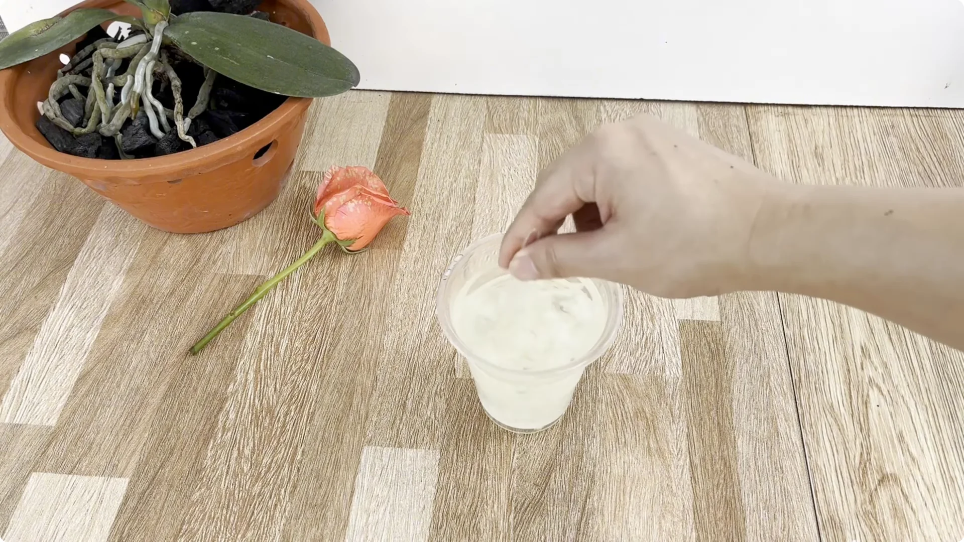 The Unexpected Method That Transformed My Rose Propagation screenshot 3