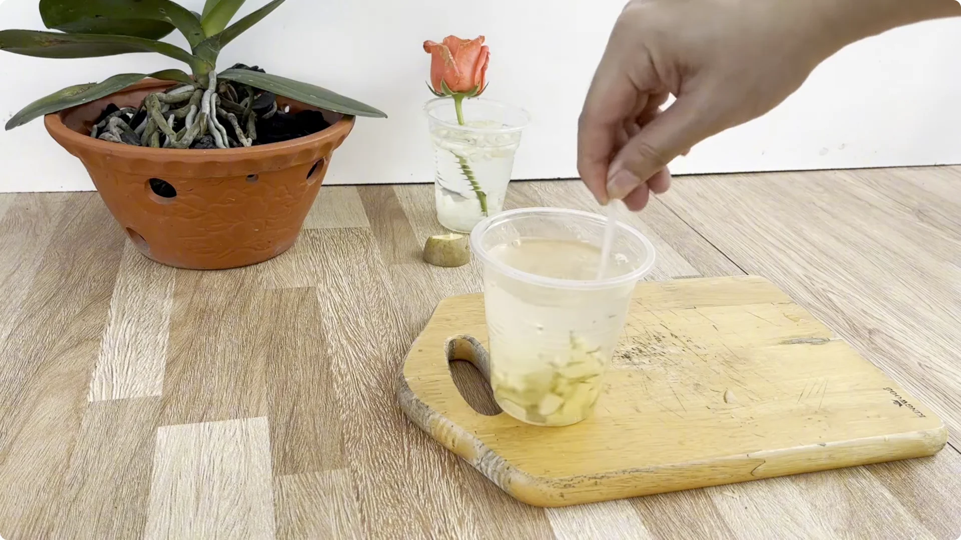 The Unexpected Method That Transformed My Rose Propagation screenshot 5