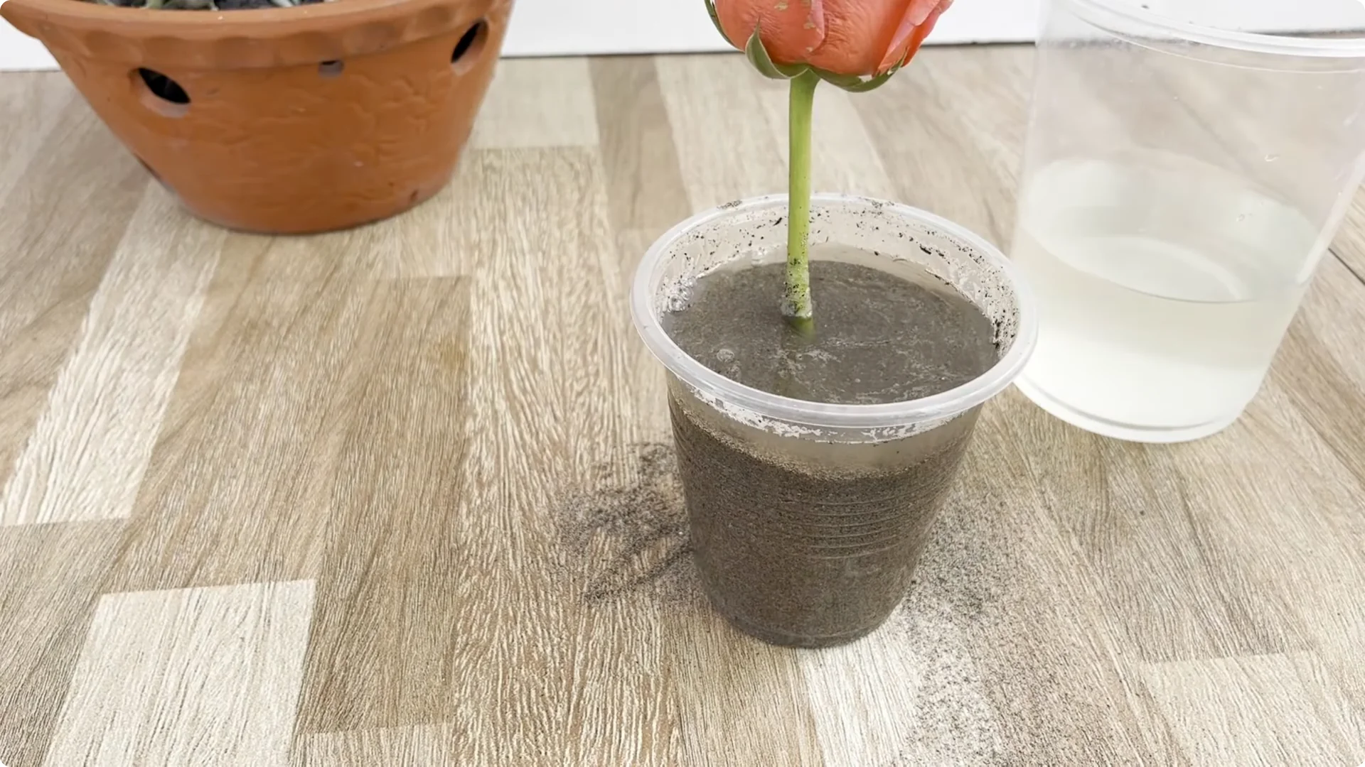 The Unexpected Method That Transformed My Rose Propagation screenshot 8