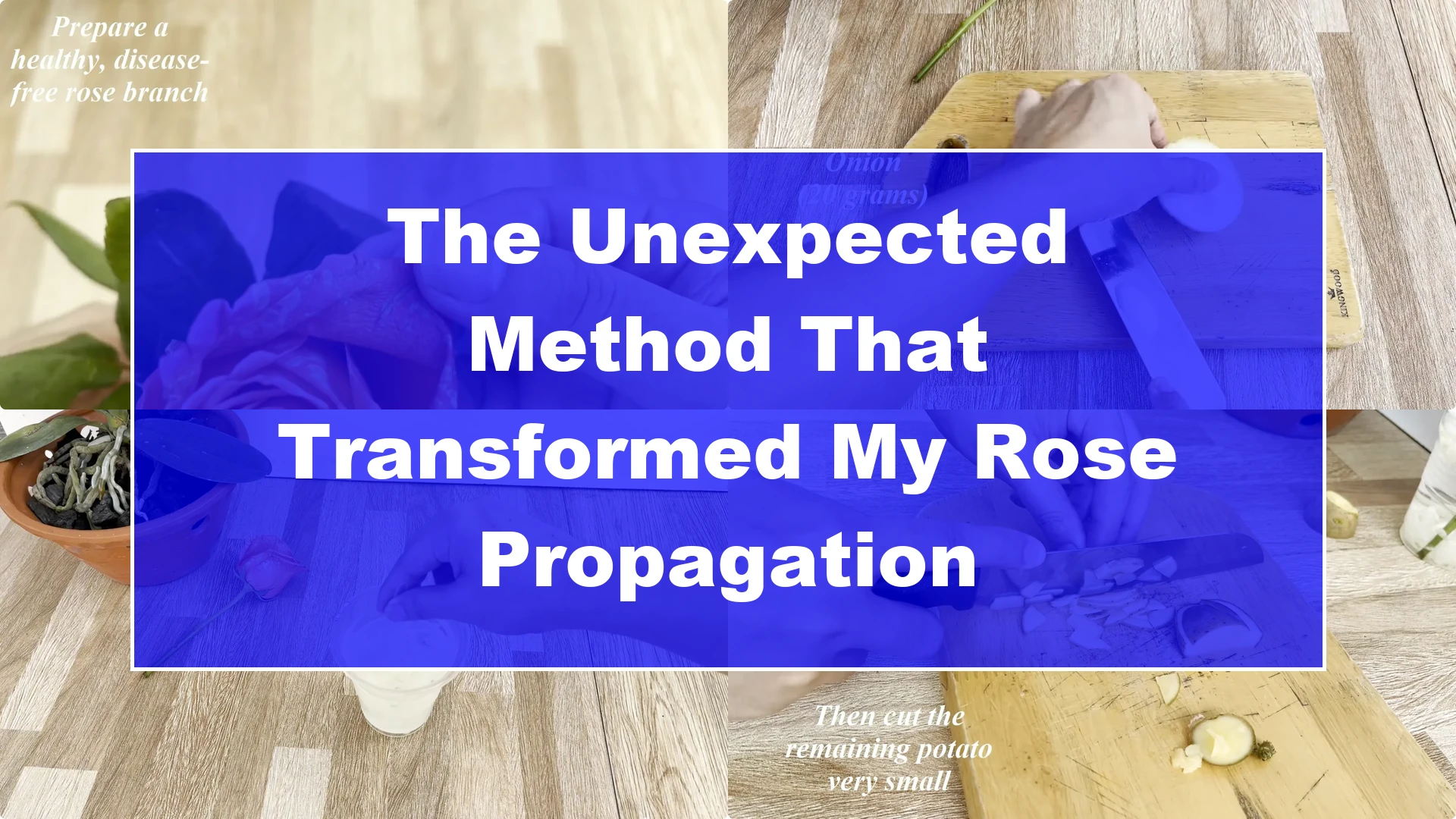 The Unexpected Method That Transformed My Rose Propagation - Featured Image