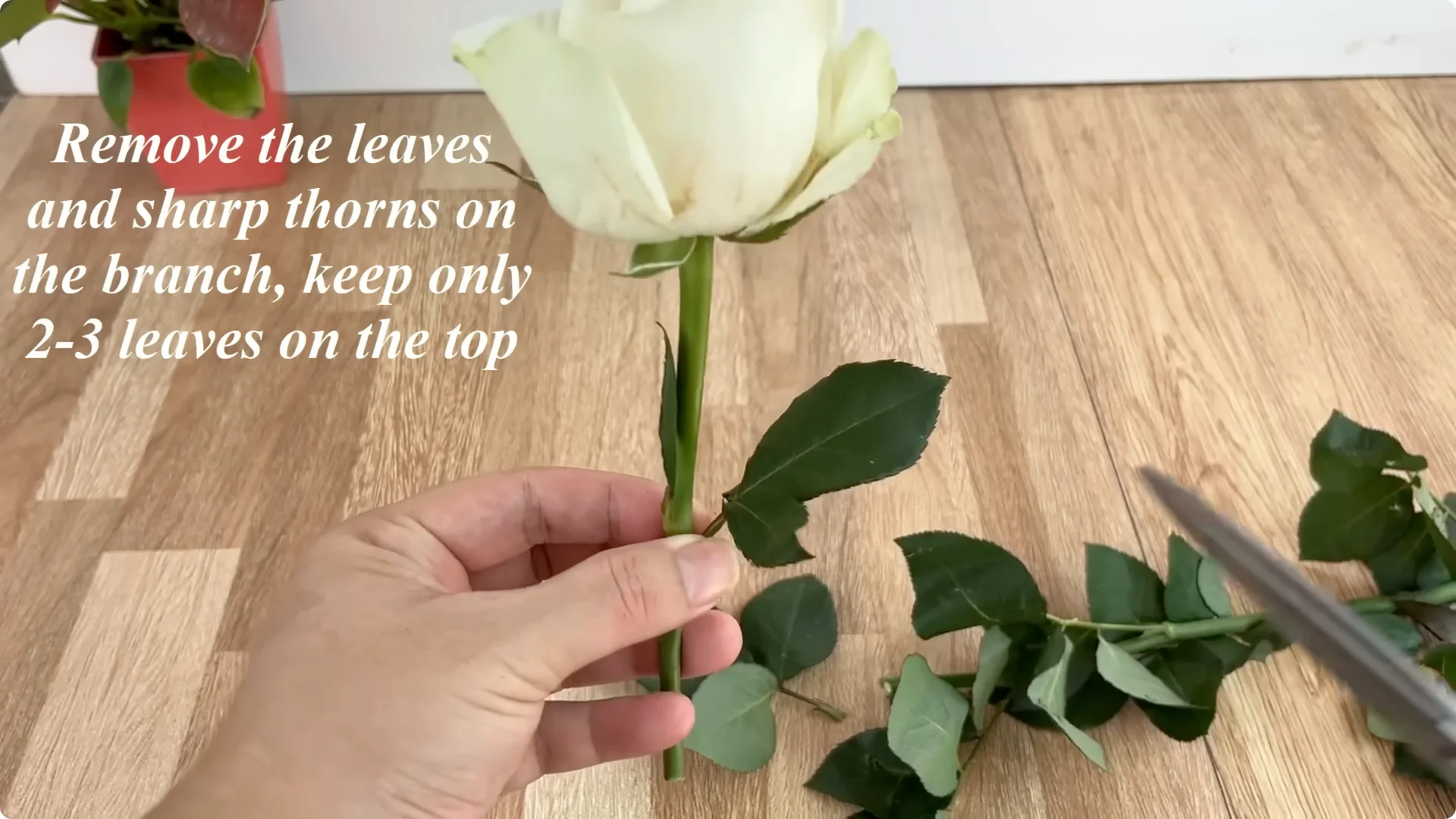 This Simple Trick Boosts Rose Growth by 800%—Here's How screenshot 1