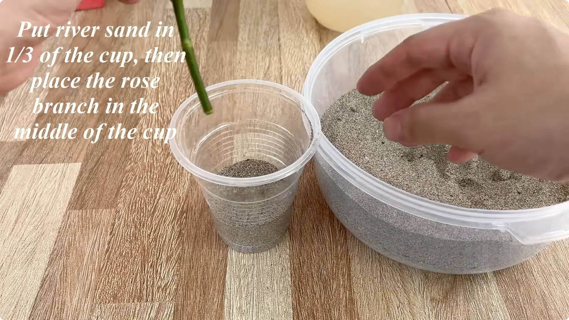 This Simple Trick Boosts Rose Growth by 800%—Here's How screenshot 5