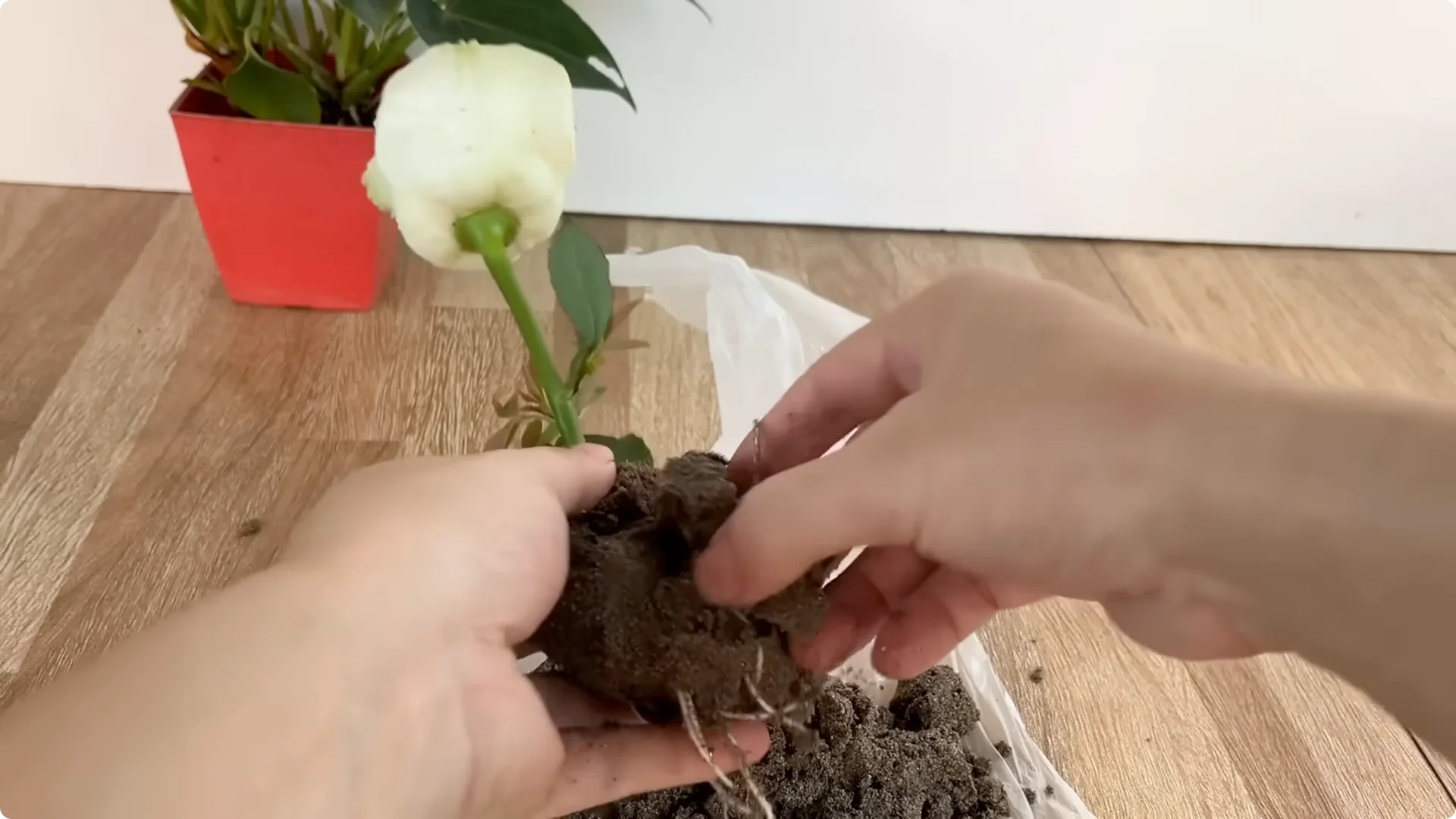 This Simple Trick Boosts Rose Growth by 800%—Here's How screenshot 7