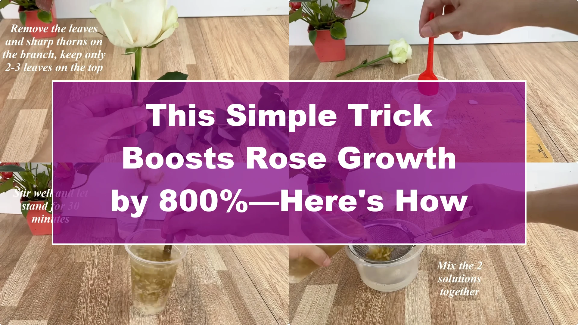 This Simple Trick Boosts Rose Growth by 800%—Here's How - Featured Image