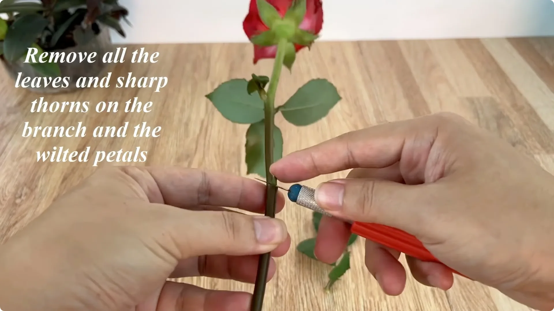 What Happens When You Graft a Rose Branch Onto a Cucumber? screenshot 1