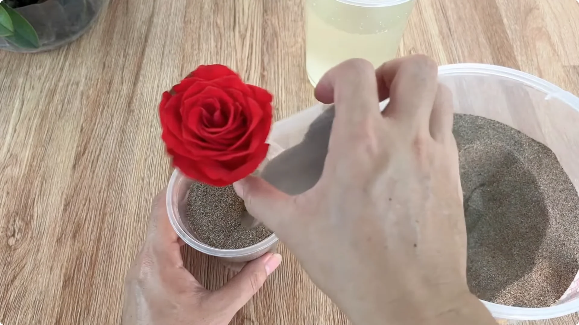 What Happens When You Graft a Rose Branch Onto a Cucumber? screenshot 11