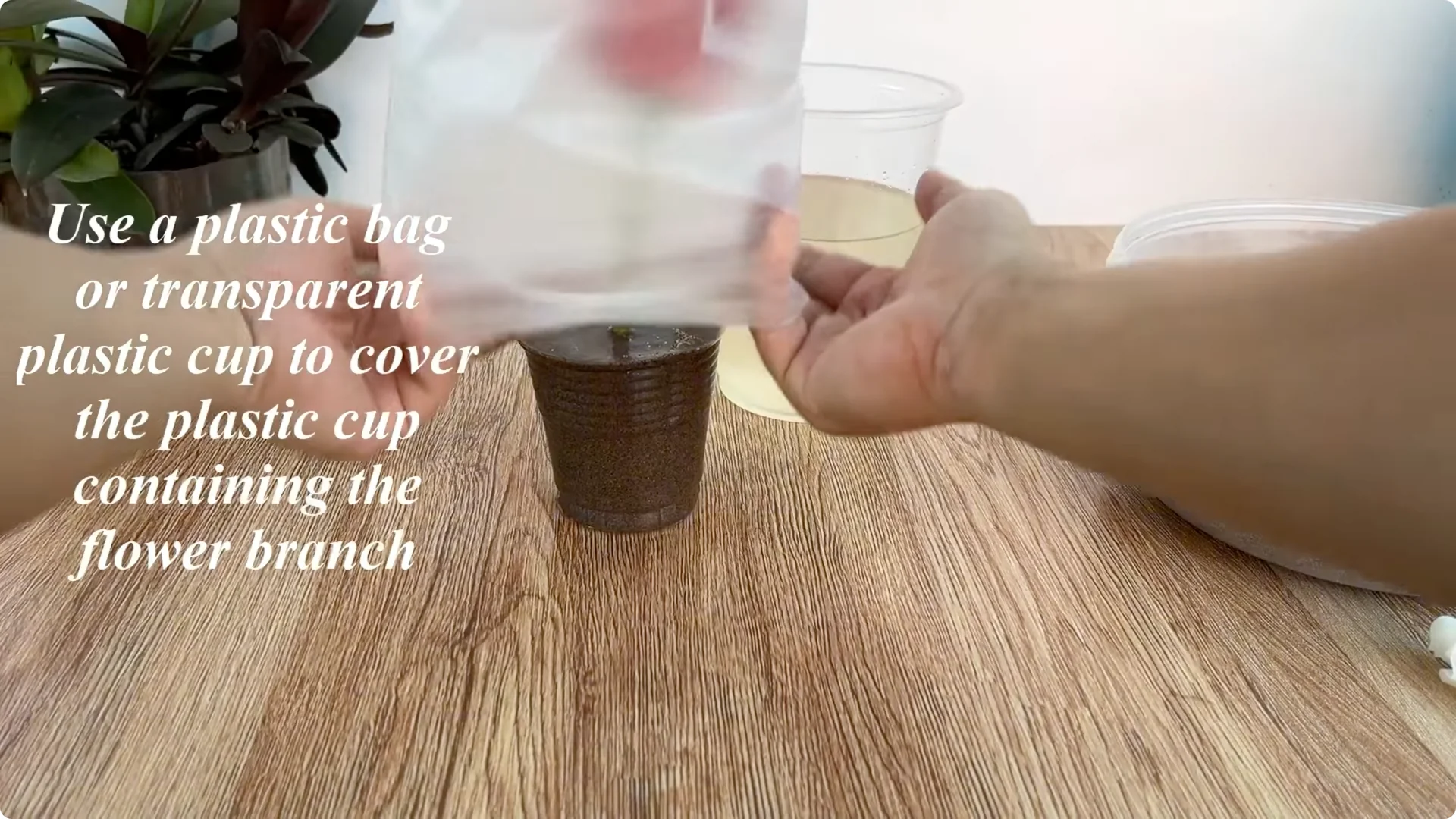 What Happens When You Graft a Rose Branch Onto a Cucumber? screenshot 13