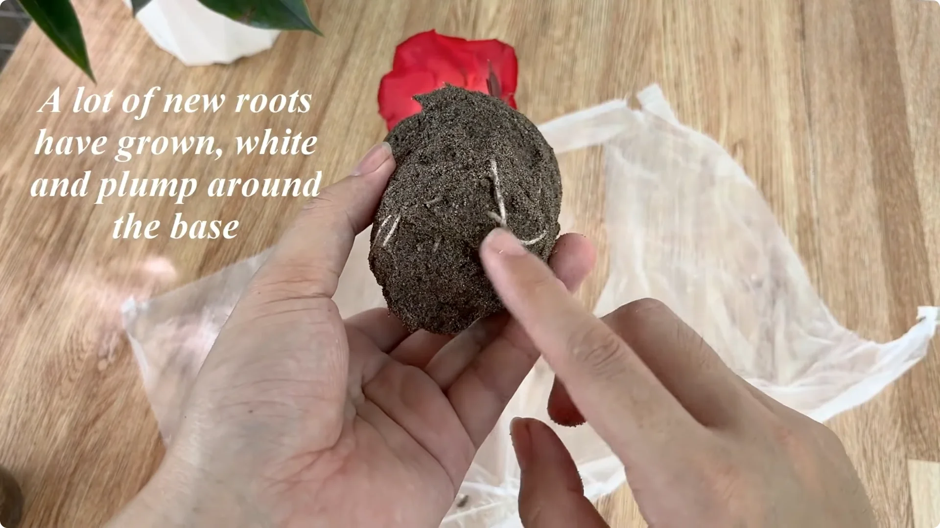 What Happens When You Graft a Rose Branch Onto a Cucumber? screenshot 16