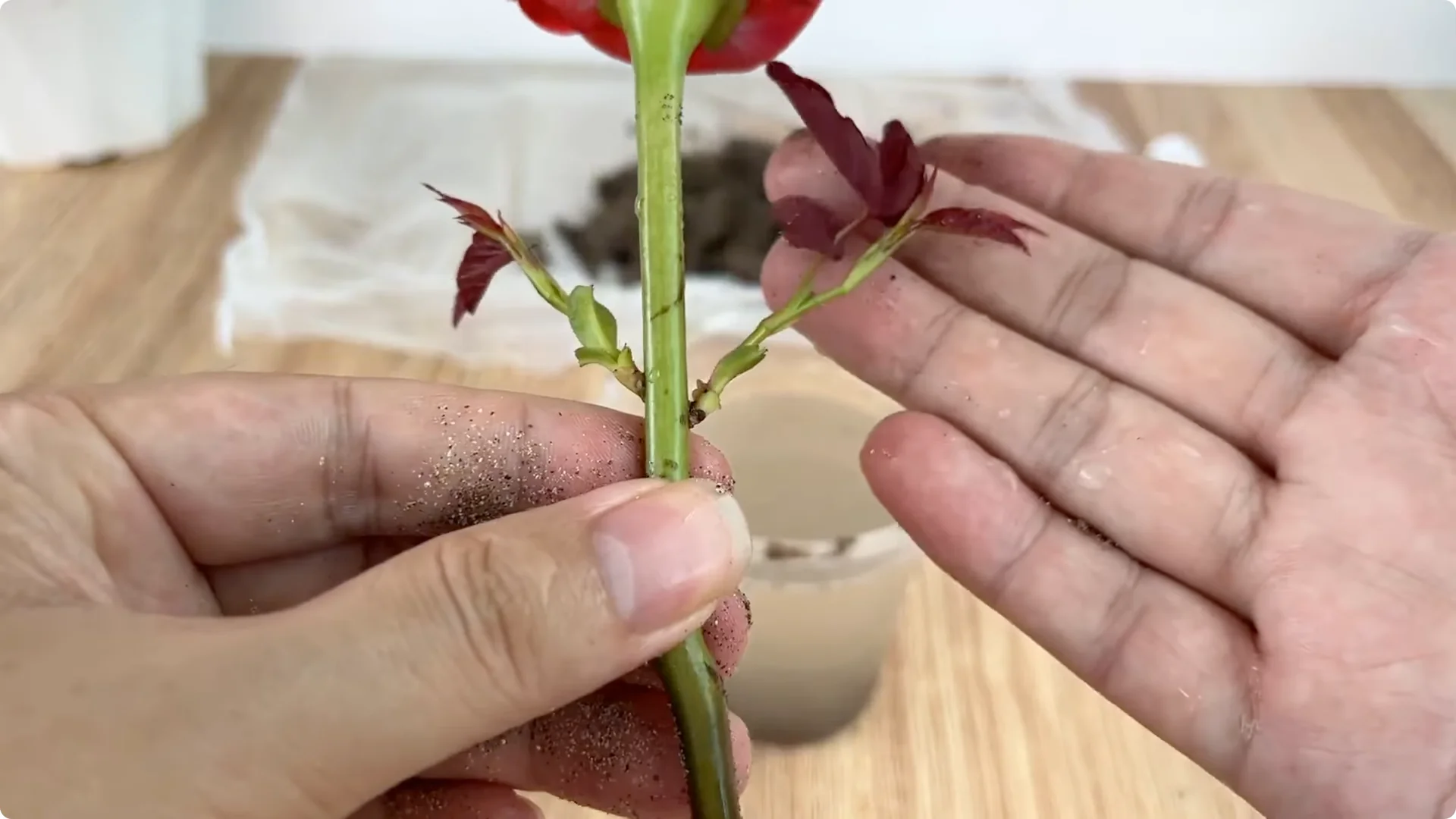 What Happens When You Graft a Rose Branch Onto a Cucumber? screenshot 17