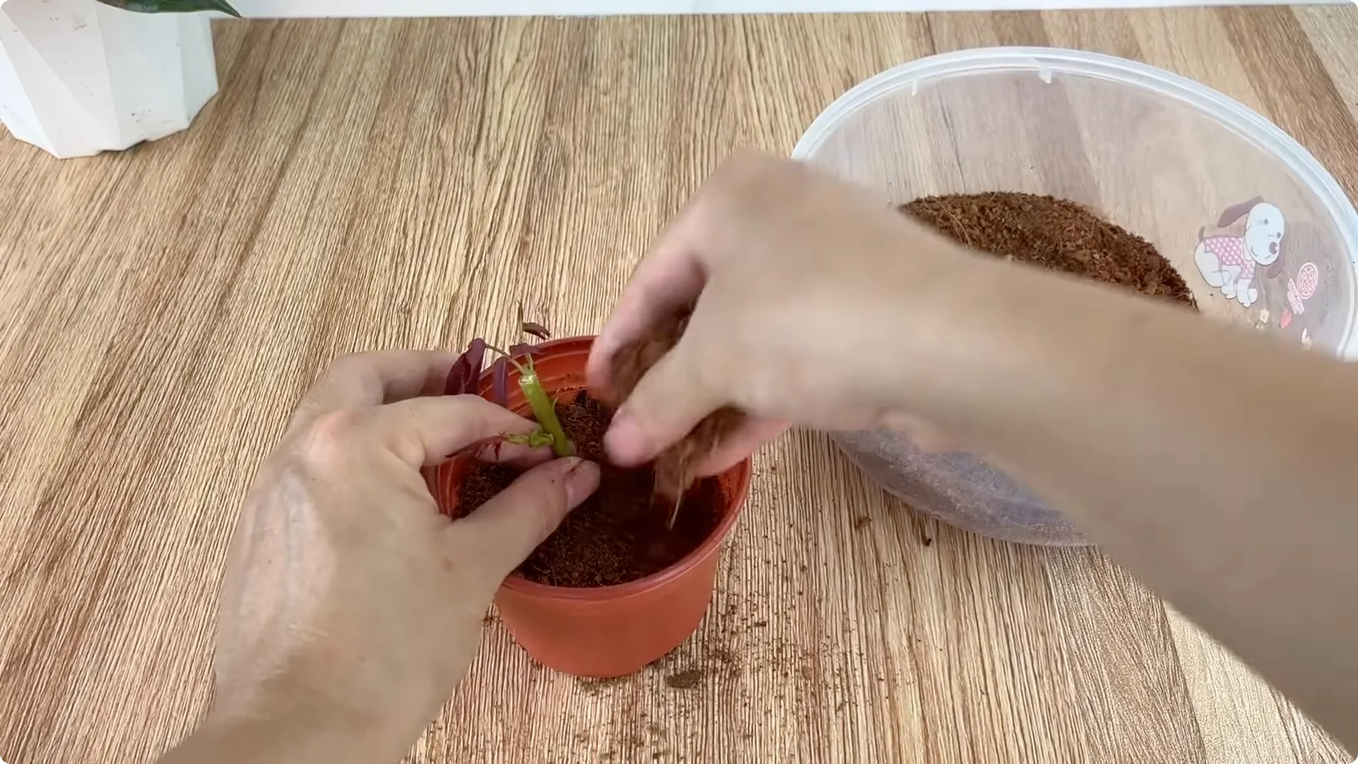 What Happens When You Graft a Rose Branch Onto a Cucumber? screenshot 18