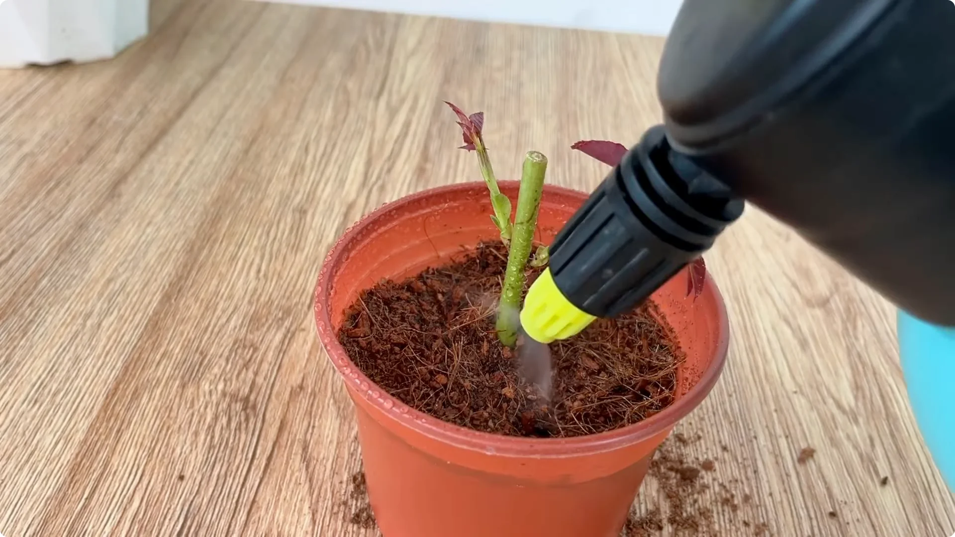 What Happens When You Graft a Rose Branch Onto a Cucumber? screenshot 19