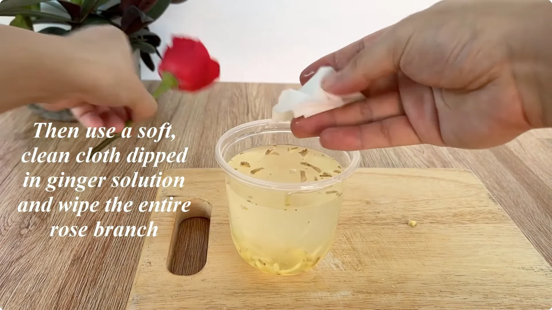 What Happens When You Graft a Rose Branch Onto a Cucumber? screenshot 5