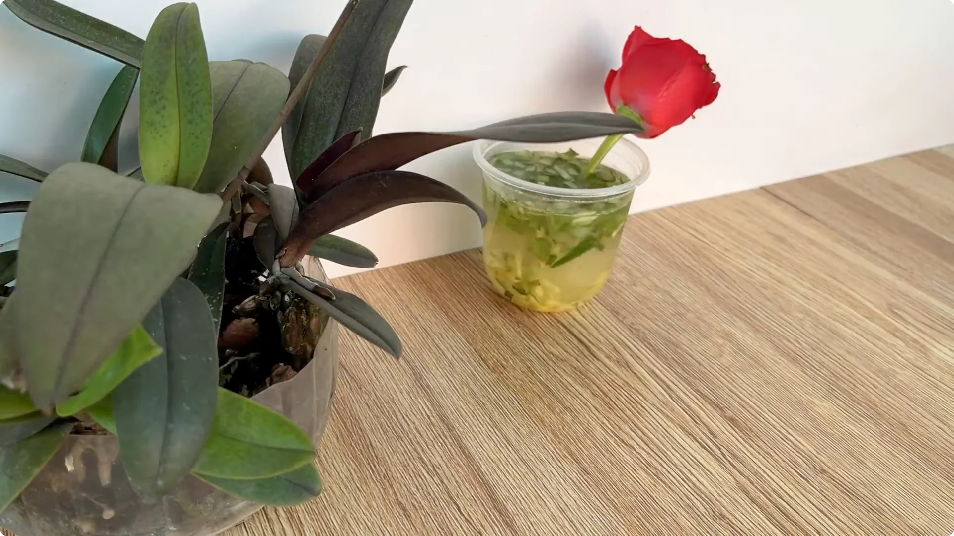 What Happens When You Graft a Rose Branch Onto a Cucumber? screenshot 8