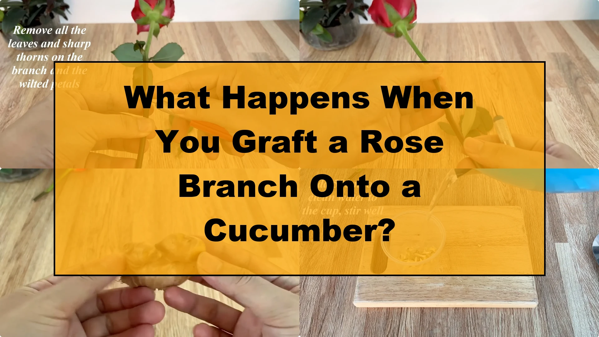 What Happens When You Graft a Rose Branch Onto a Cucumber? - Featured Image