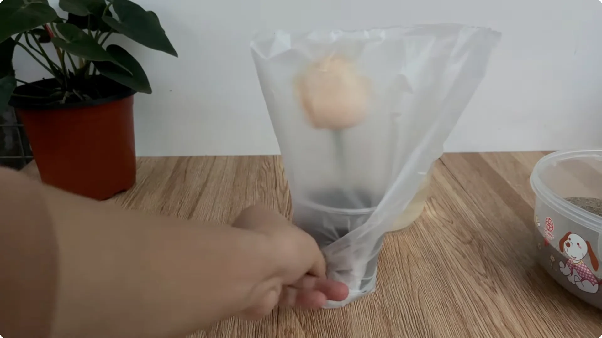 How Anyone Can Easily Propagate Roses at Home screenshot 15