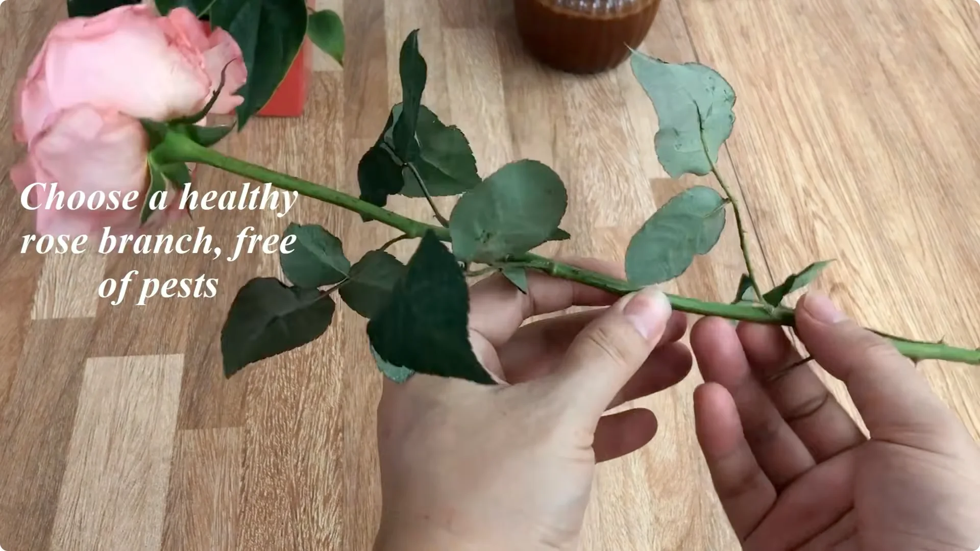 How Anyone Can Easily Propagate Roses at Home screenshot 2