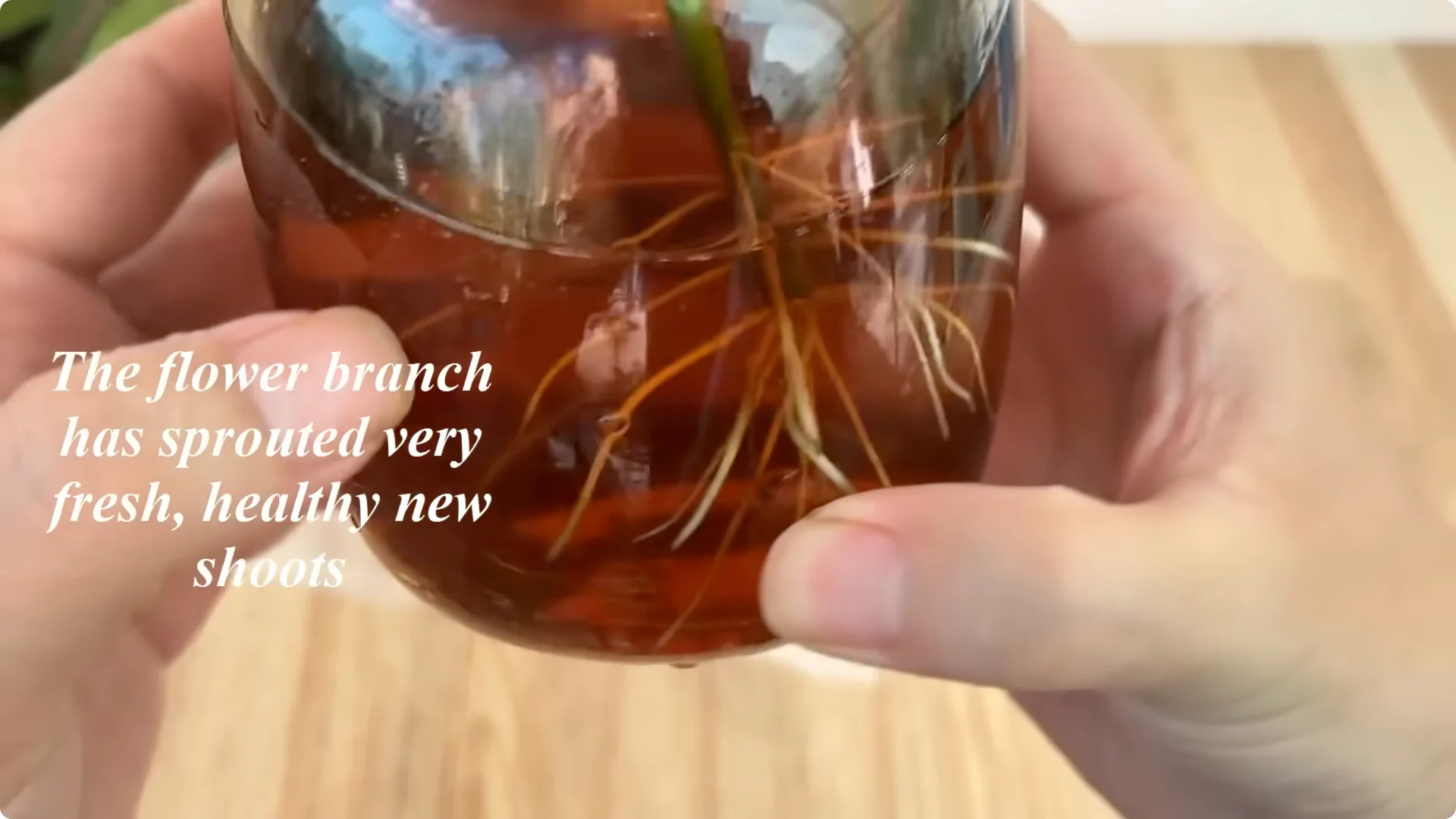 How Did This Rose Branch Root and Sprout Overnight? screenshot 12