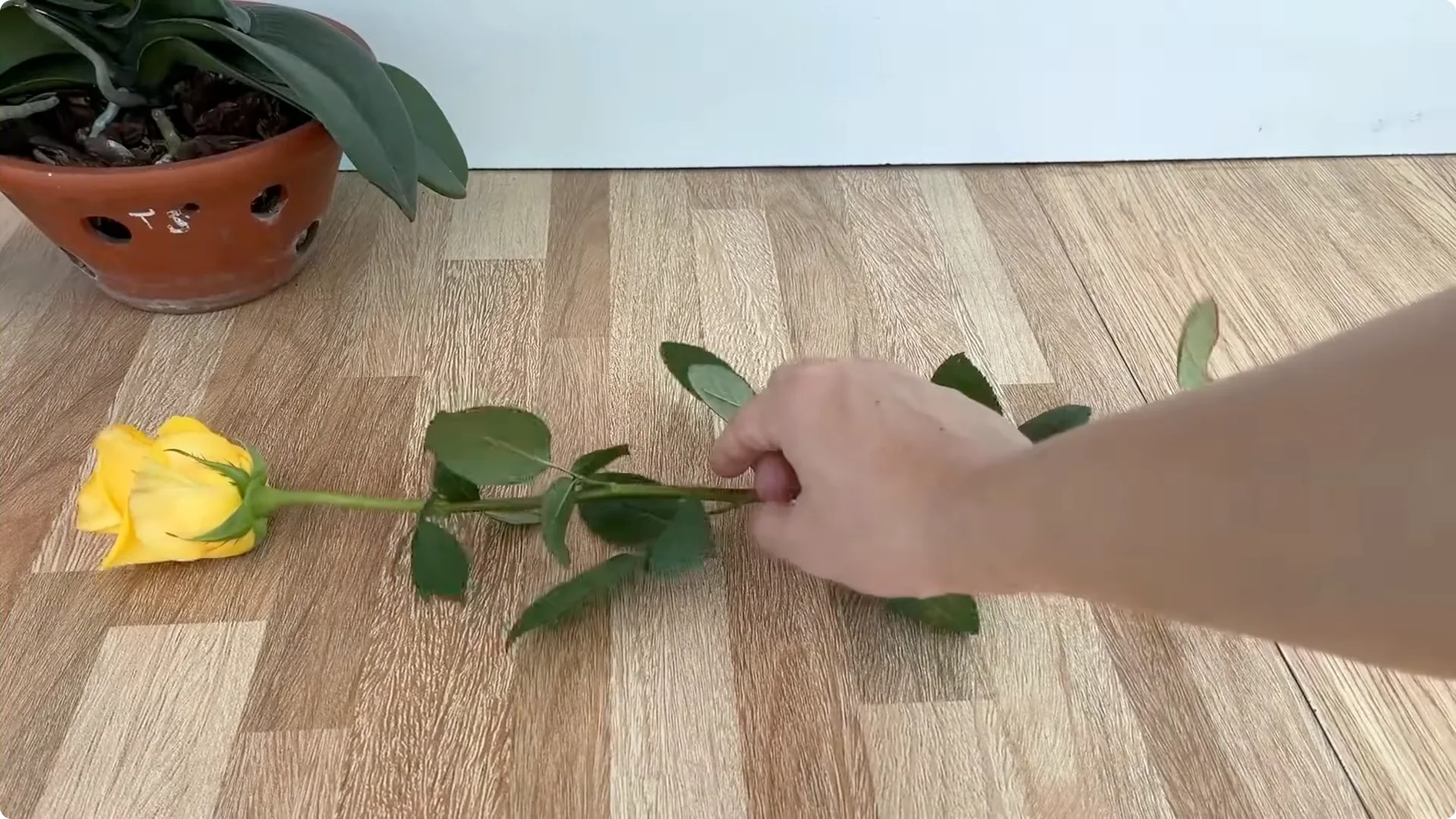 How One Cup Helps Rose Branches Root and Grow Rapidly screenshot 2