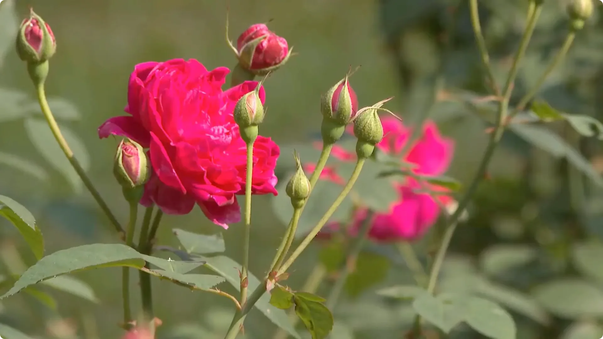 How One Simple Sprinkle Makes Rose Branches Bloom Abundantly screenshot 14