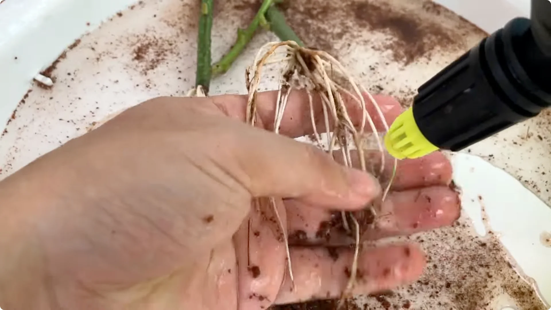 How One Simple Sprinkle Makes Rose Branches Bloom Abundantly screenshot 19