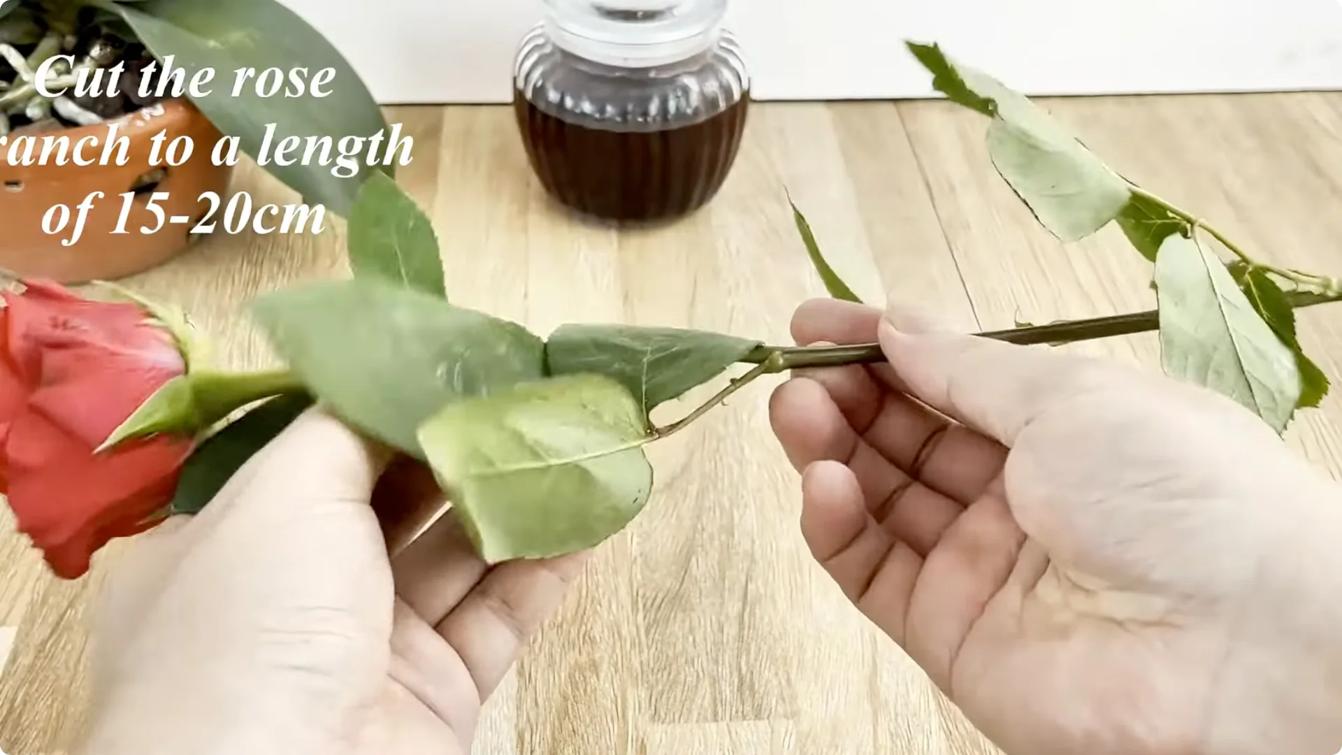 How One Spoon Helps Rose Branches Root and Bloom Year-Round screenshot 2