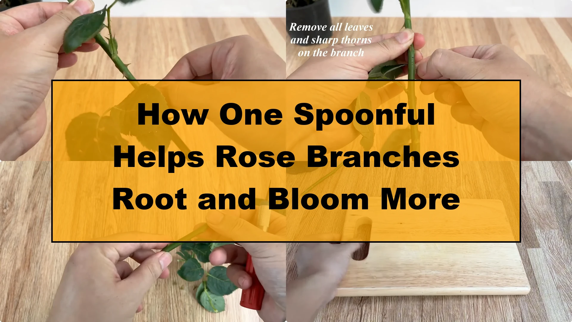 How One Spoonful Helps Rose Branches Root and Bloom More - Featured Image