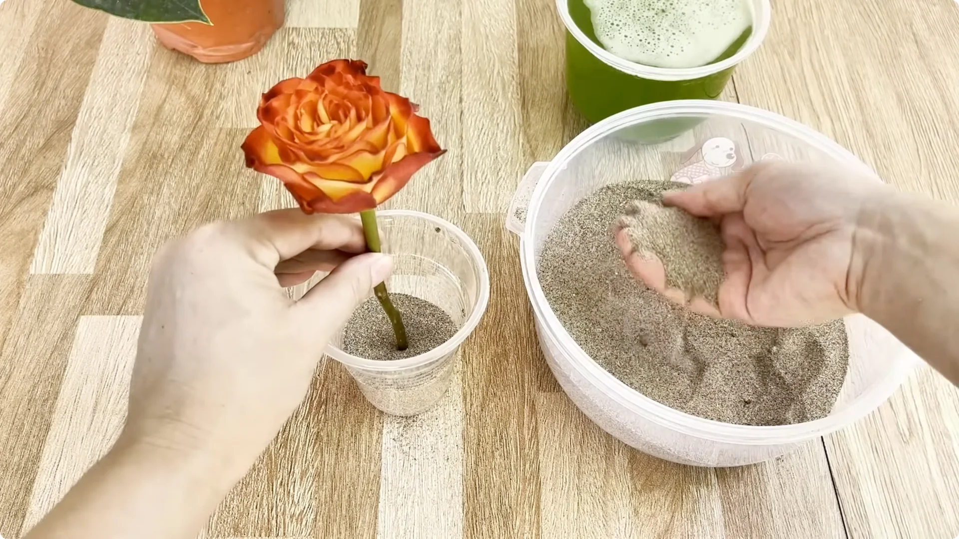 How This Simple Trick Helps Roses Root and Grow Fast screenshot 6