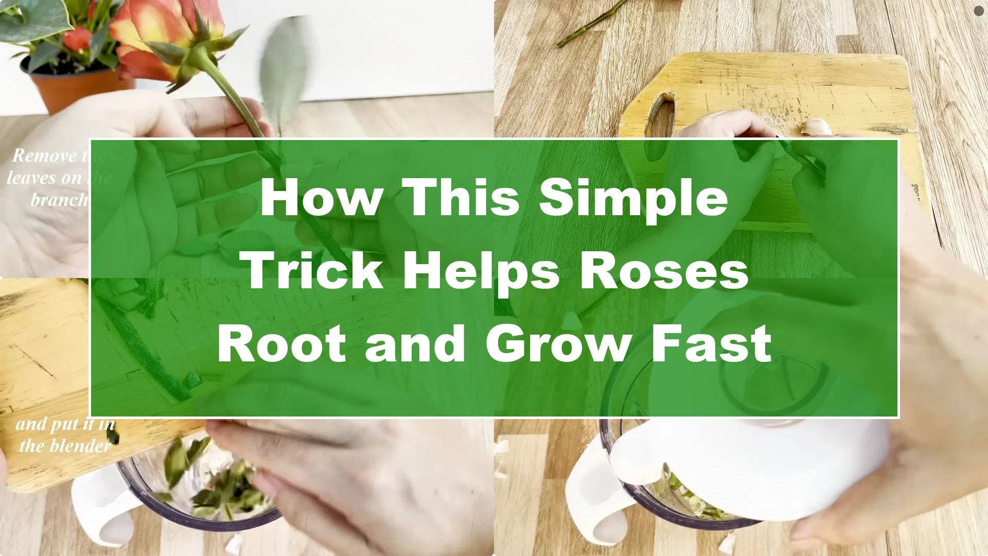 How This Simple Trick Helps Roses Root and Grow Fast - Featured Image