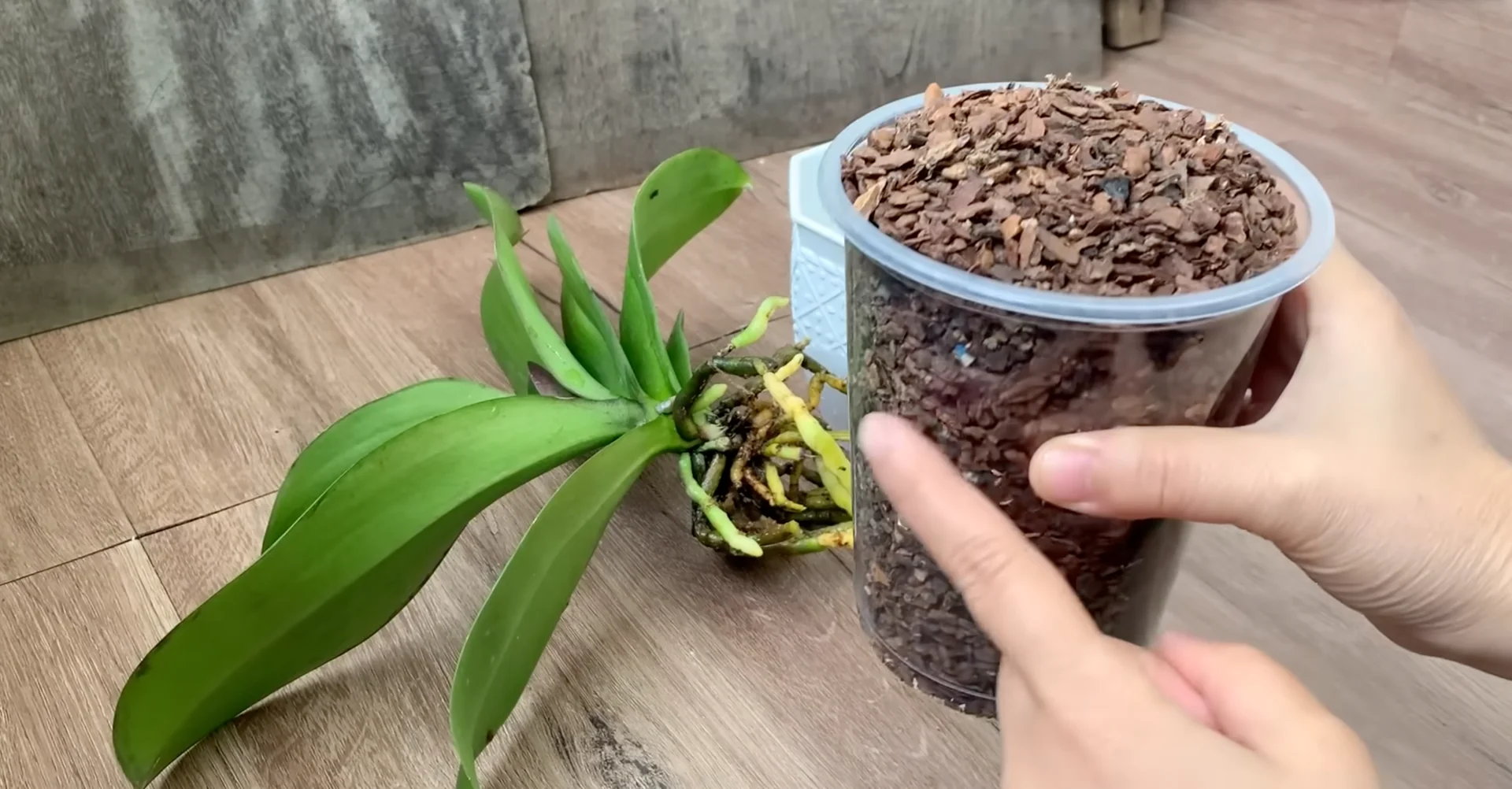 How to Make Your Orchids Bloom Again in 5 Easy Steps? screenshot 2