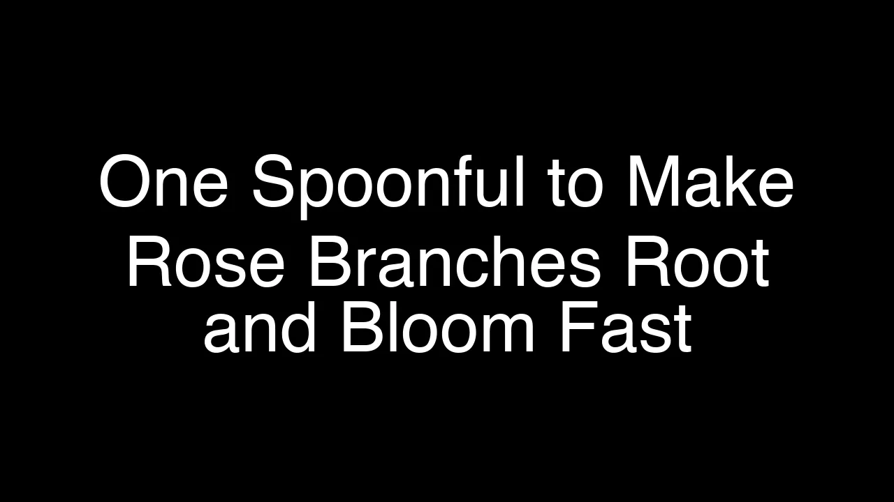 One Spoonful to Make Rose Branches Root and Bloom Fast - Featured Image