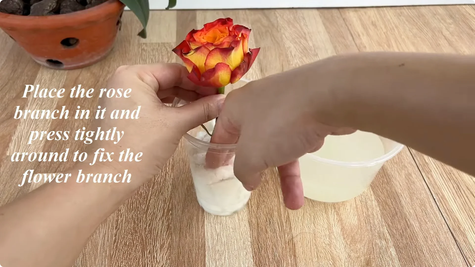 The Secret Spoonful That Makes Roses Grow Overnight screenshot 13