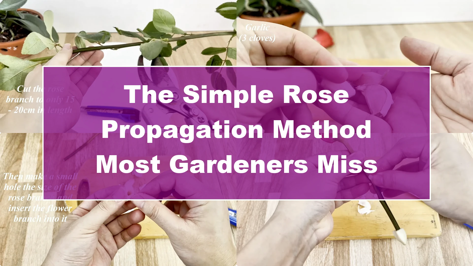 The Simple Rose Propagation Method Most Gardeners Miss - Featured Image