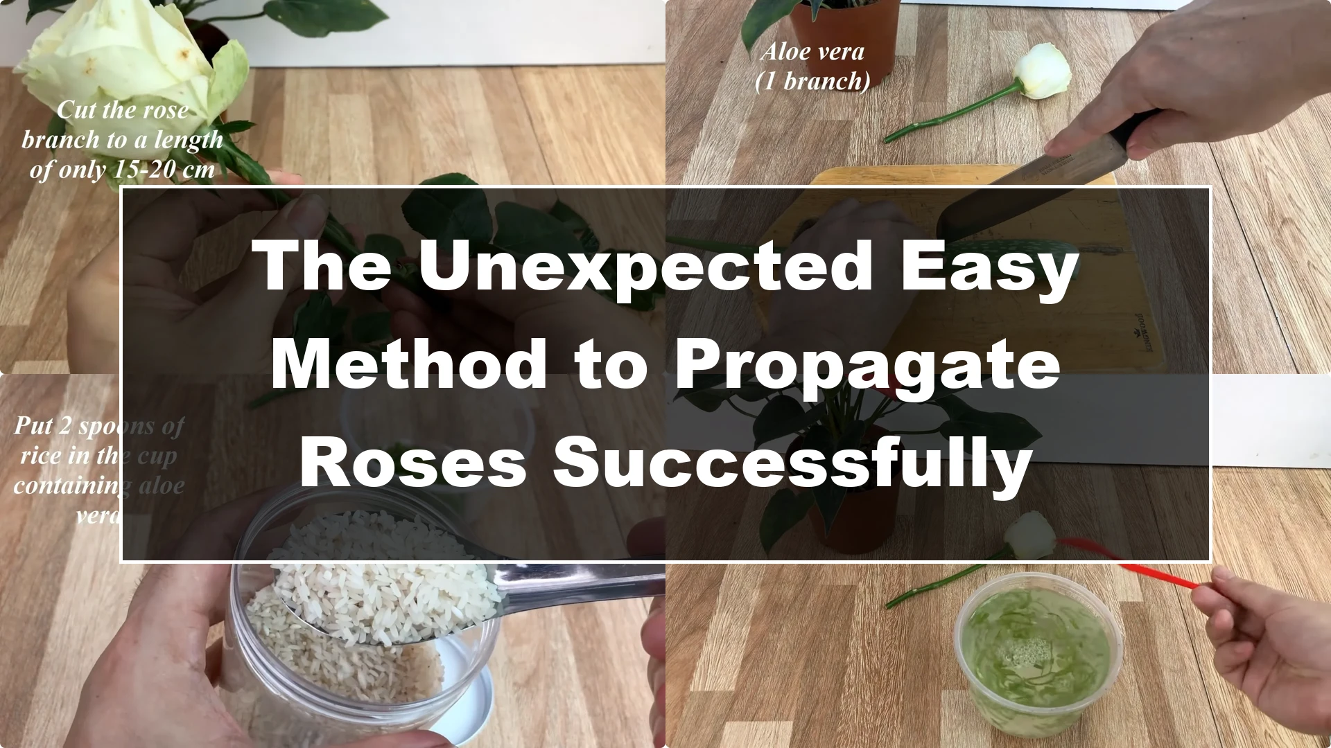 The Unexpected Easy Method to Propagate Roses Successfully